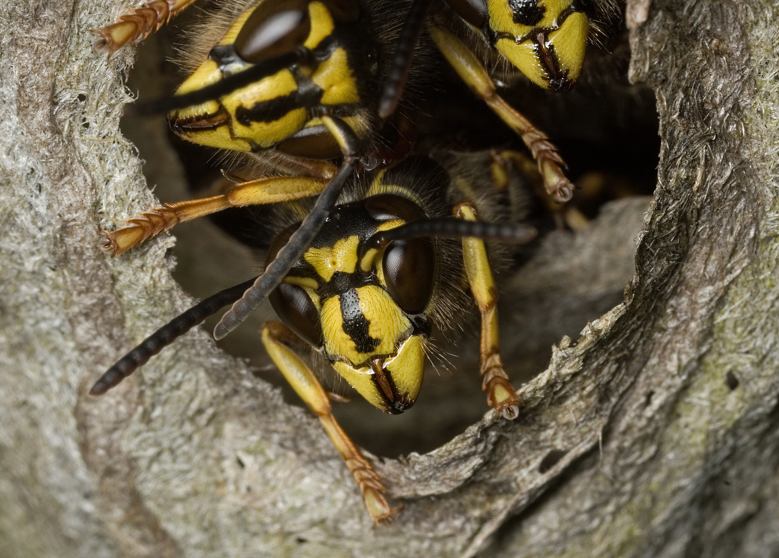 Median Wasp 4